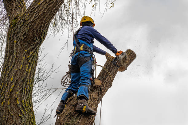 Best Aeration Services  in Jamestown, TN