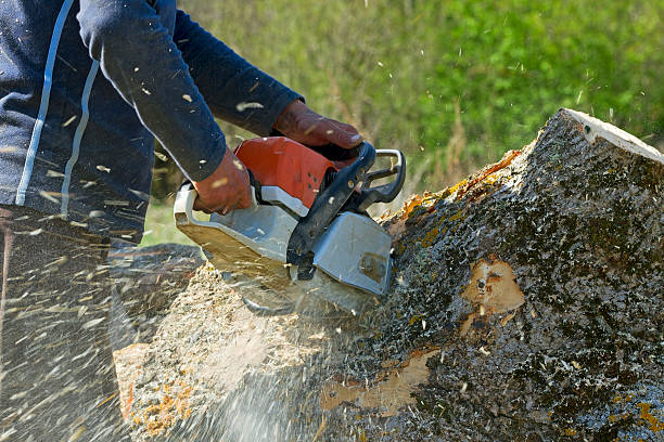 Best Lawn Drainage Solutions  in Jamestown, TN