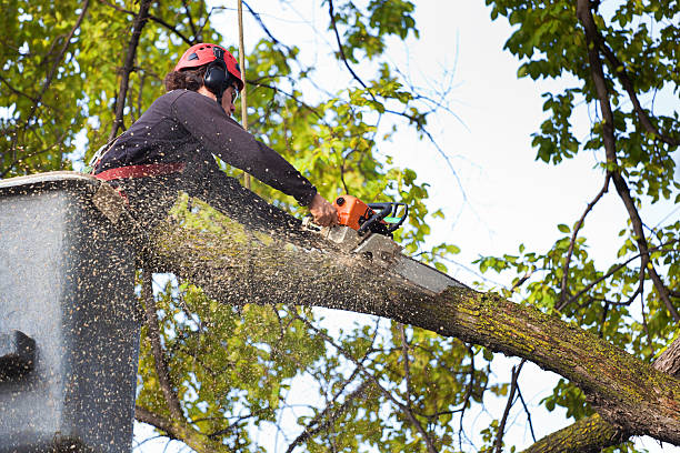 Best Palm Tree Trimming  in Jamestown, TN